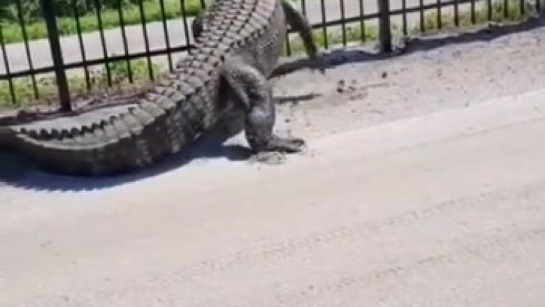 Crocodile Breaks Through Iron Barrier: Unbelievable Strength!