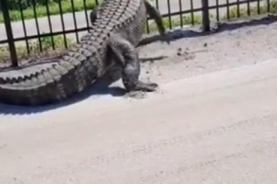 Crocodile Breaks Through Iron Barrier: Unbelievable Strength!