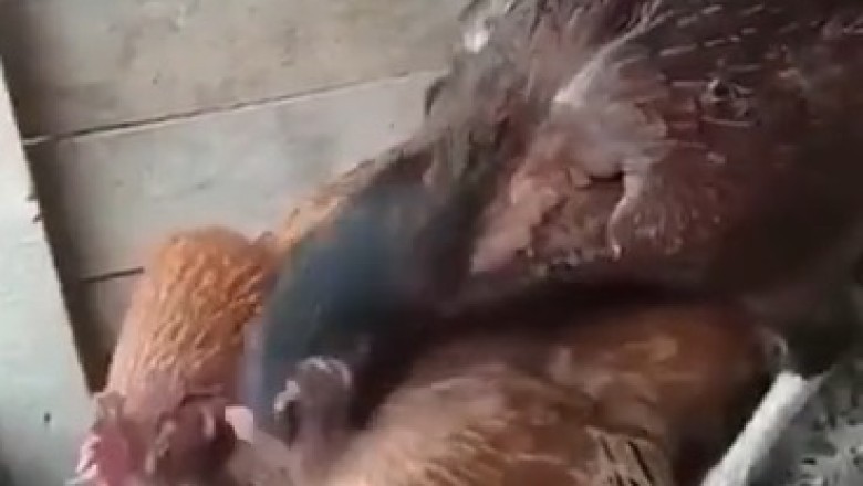 Egg-citing Drama: Hen vs. Hen in the Ultimate Nest Showdown!