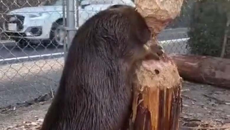 Eurasian Beaver: The Ultimate Woodcutter!