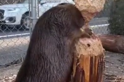 Eurasian Beaver: The Ultimate Woodcutter!
