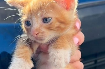 From Stray to Cherished: The Heartwarming Tale of Hangry the Kitten