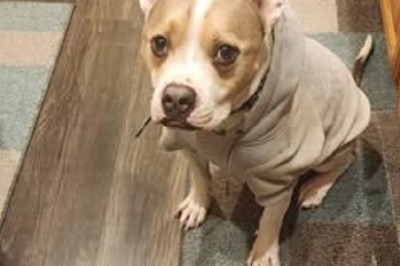 From Unadoptable to Unstoppable: Marley's Journey to a Forever Home