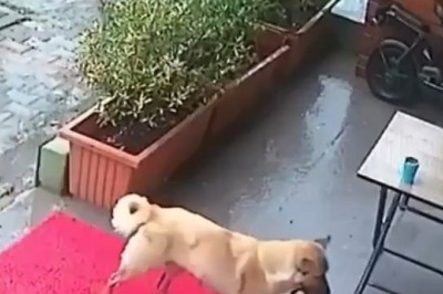 Heroic Mongrel Saves Sick Puppy: Heartwarming Rescue in Turkey!