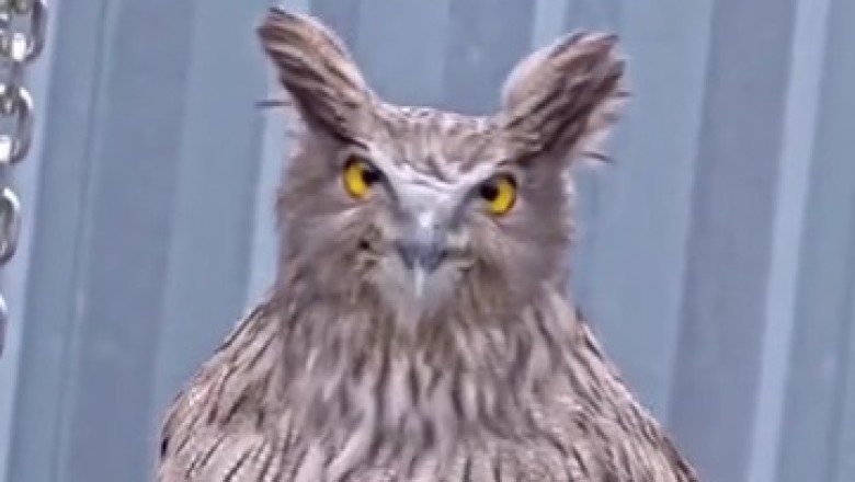 Majestic Owl Takes Center Stage!
