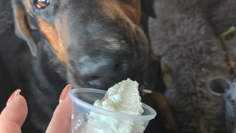 Meet Ezra: The Gentle Giant Who Needs a Forever Home!