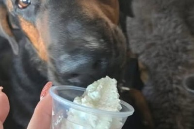 Meet Ezra: The Gentle Giant Who Needs a Forever Home!