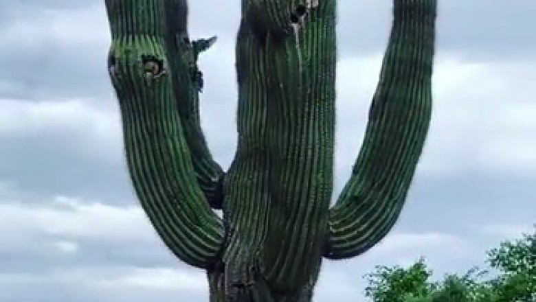 Parrots Living in Saguaro Cacti: A Remarkable Symbiosis!
