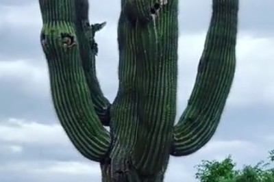 Parrots Living in Saguaro Cacti: A Remarkable Symbiosis!