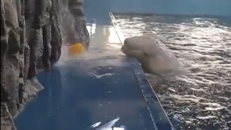 Playful Dolphin Shows Off Its Smart Moves!