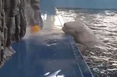 Playful Dolphin Shows Off Its Smart Moves!