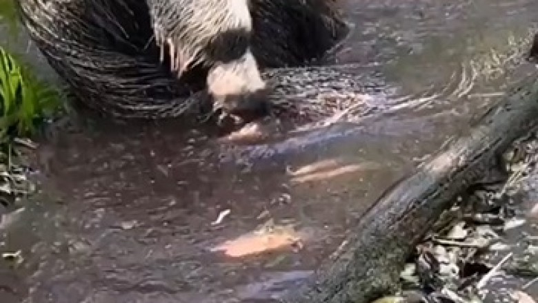 Watch This Cute Anteater Enjoy Bath Time!
