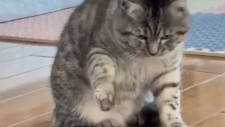 When Cats Just Can't Resist: The Froggy Standoff That Will Make You LOL!