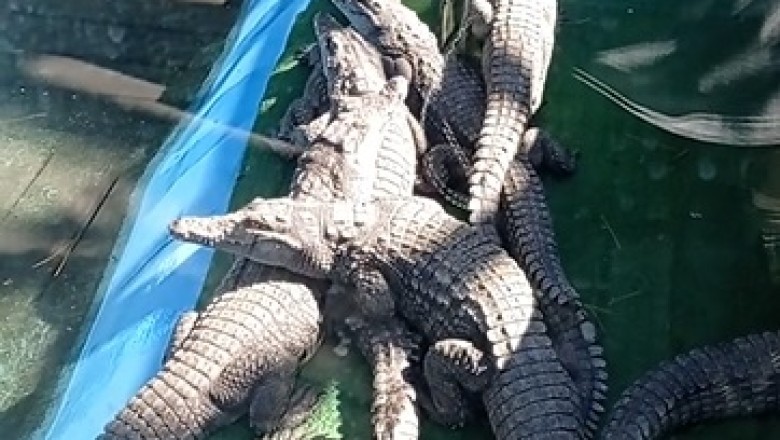 When Hunger Strikes: Hilarious Crocodile Chaos!