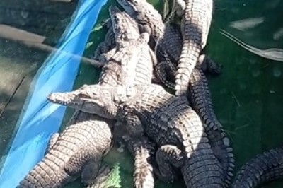 When Hunger Strikes: Hilarious Crocodile Chaos!