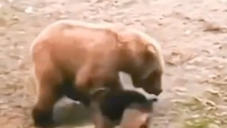 Wild Showdown: Pack of Dogs vs. Bear - Hilarity Ensues!