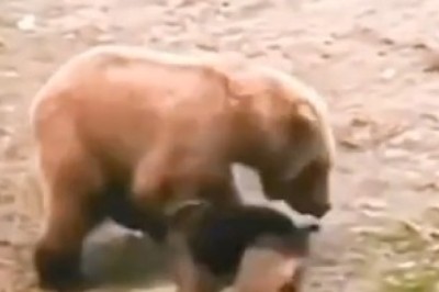 Wild Showdown: Pack of Dogs vs. Bear - Hilarity Ensues!