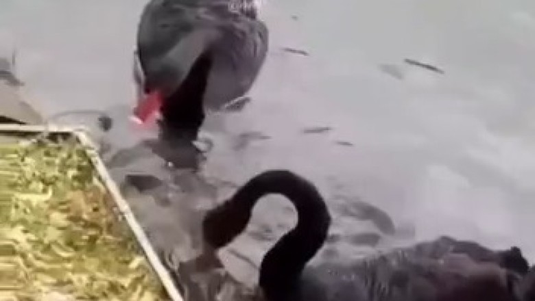 Zen Tails: Hilarious Moments with the Most Peaceful Animals!