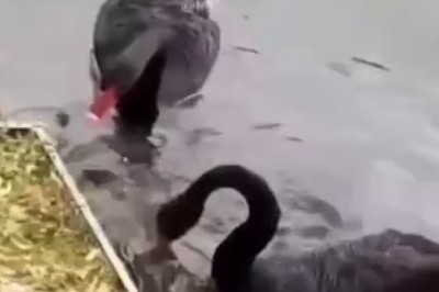 Zen Tails: Hilarious Moments with the Most Peaceful Animals!