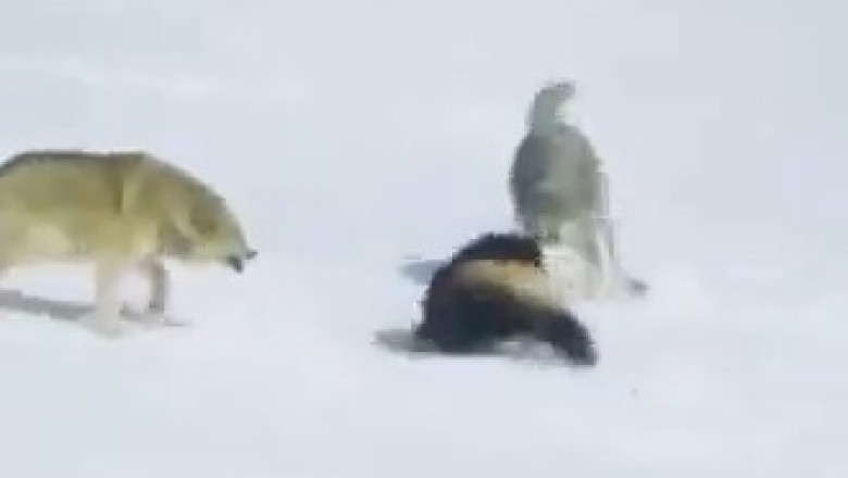 Epic Showdown: Wolves vs. Wolverine - Who Will Win?