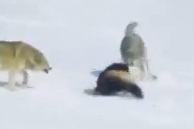 Epic Showdown: Wolves vs. Wolverine - Who Will Win?