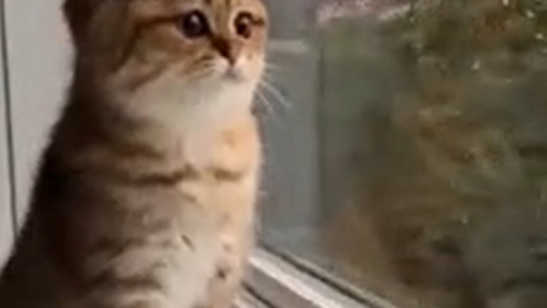 Hilarious Pet Antics: Laugh Your Heart Out!