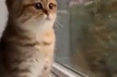 Hilarious Pet Antics: Laugh Your Heart Out!