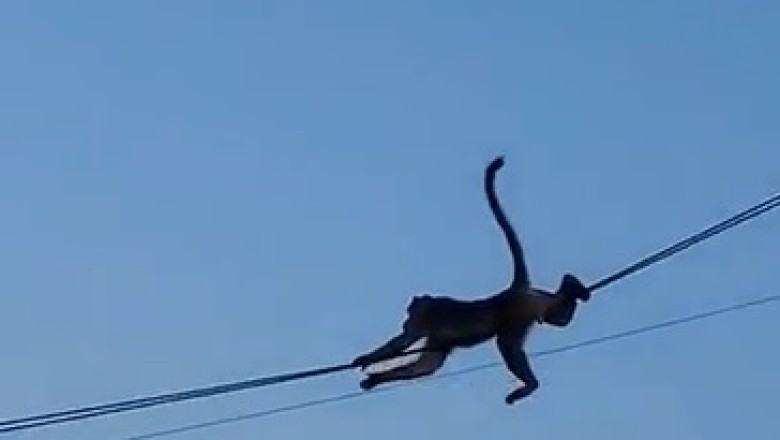 Monkey Mischief: Wild Adventures on a Mission!