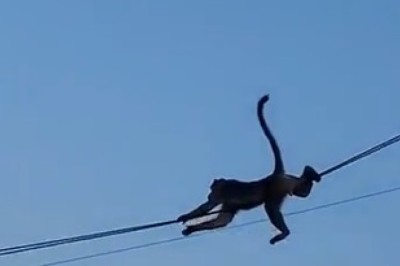 Monkey Mischief: Wild Adventures on a Mission!