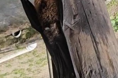 Nighttime Feast: Bat Dining in the Wild!