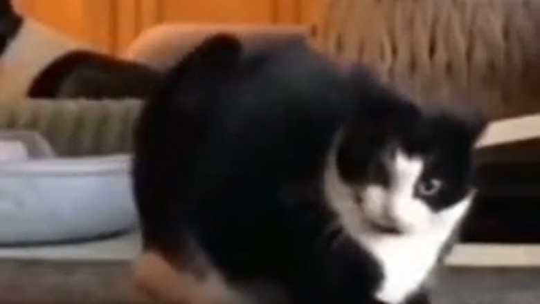 Purr-fectly Hilarious: Cats Being Goofballs!