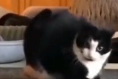 Purr-fectly Hilarious: Cats Being Goofballs!