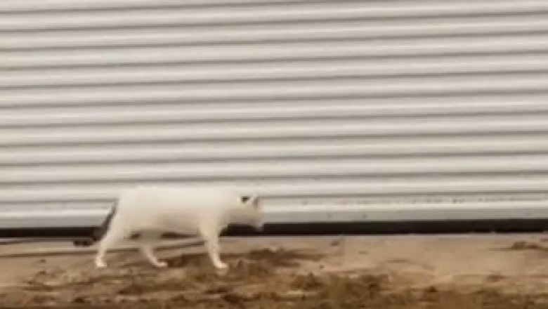 Surprised Cat Reacts: Watch This Adorable Shock!