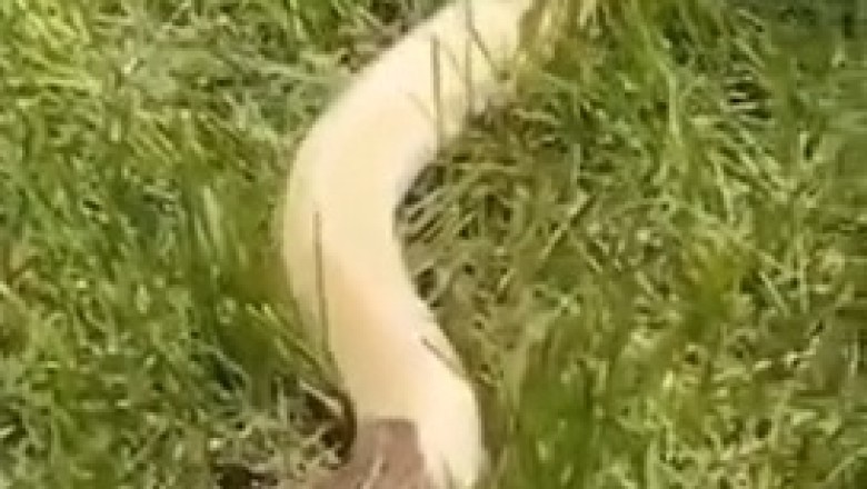 Unlikely Friends: Frog Rides on Snake's Back!