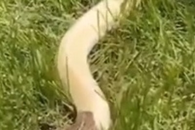 Unlikely Friends: Frog Rides on Snake's Back!