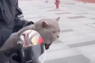 Coolest Cat on Two Wheels! Adorable Kitty Rocking a Motorcycle Helmet!