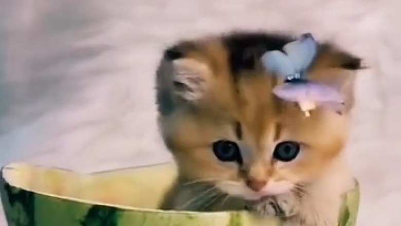 Cuteness Overload! Meet the Most Beautiful Kittens Ever!