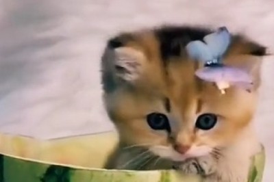 Cuteness Overload! Meet the Most Beautiful Kittens Ever!