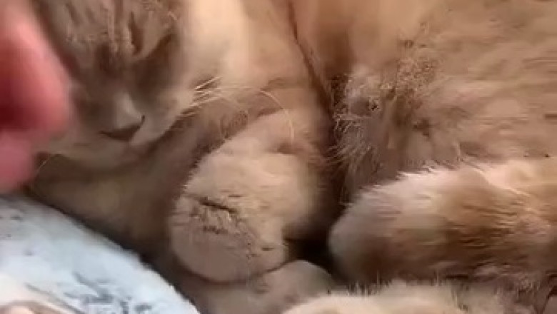 😴 Forgetful Feline! Adorable Cat Falls Asleep and Forgets to... 🐱💤