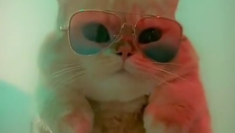 🕶️ Purr-fect Style! Cats Rocking Ray-Ban Sunglasses in the Coolest Way! 😎