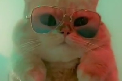 🕶️ Purr-fect Style! Cats Rocking Ray-Ban Sunglasses in the Coolest Way! 😎