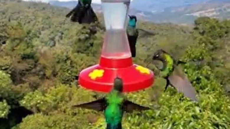 Adorable Birds Quenching Their Thirst: A Nature’s Delight!
