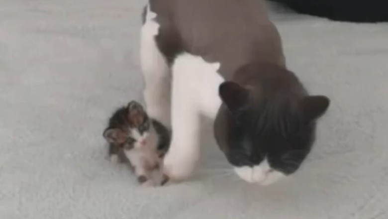 Adorable Cat and Her Playful Kittens: Heartwarming Moments That Will Melt Your Heart!