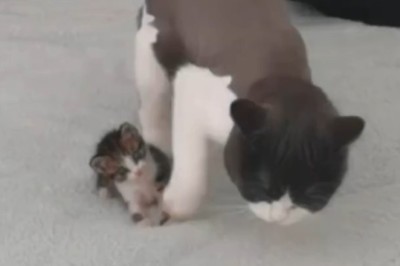 Adorable Cat and Her Playful Kittens: Heartwarming Moments That Will Melt Your Heart!