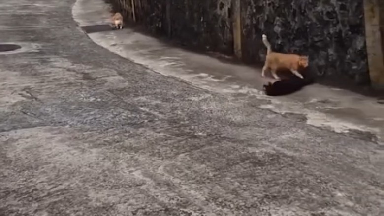 Adorable Cats Taking Over the Streets!
