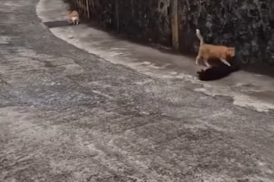 Adorable Cats Taking Over the Streets!
