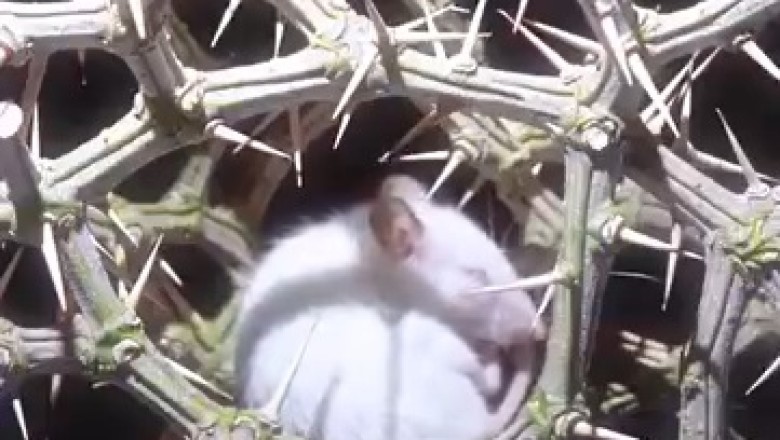 Adorable Mouse Having a Nightmare? You Have to See This! šš¤