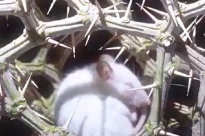Adorable Mouse Having a Nightmare? You Have to See This! 🐭💤