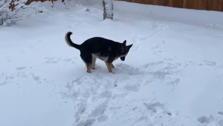 Adorable Shepherd Dog Plays in the Snow: A Winter Wonderland Adventure!