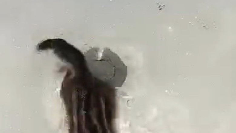 Adorable Siberian Chipmunk Caught in Action!